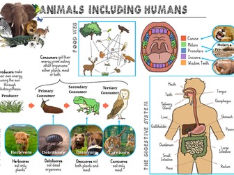 Animals including Humans Y4 Knowledge Organiser