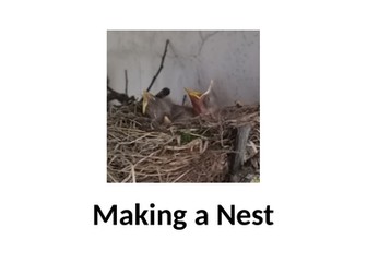 Making bird feeder and a nest.