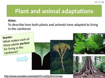 Rainforest plant & animal adaptations (AQA The Living World)