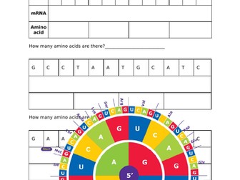 Codon Triplet Worksheet