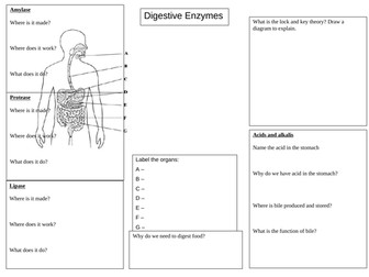 Digestion and enzymes revision mat