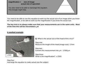 Cell Biology Complete Resources AQA GCSE