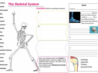 Skeletal system learning mat