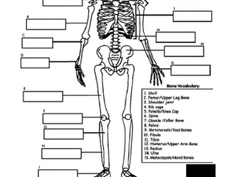 KS3 Health and Lifestyle Full unit
