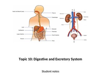 Digestive and Excretory System for Applied Human Biology BTEC Level 3