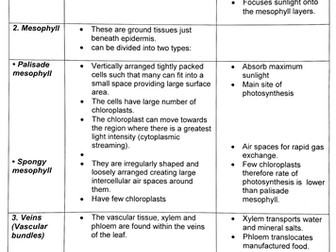 Adaptations of a leaf for photosynthesis