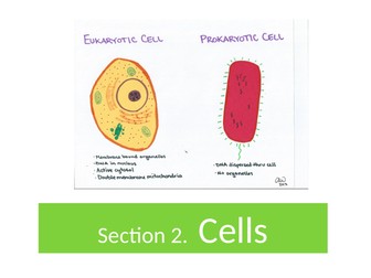 GCE. AQA. Biology.  Prokaryotic cell structure