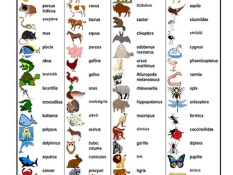 Animālia (Animals in Latin) Desk Mat