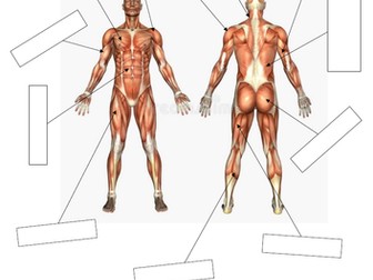 Major Muscle Missing Word Worksheet