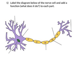 Labelling a nerve cell