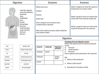 GCSE Digestive System and Enzymes Revision