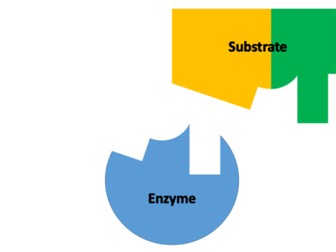 Enzyme Lock and Key Theory GIF