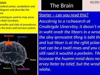 AQA The brain GCSE