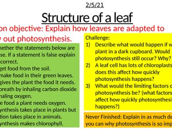Structure of a leaf