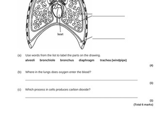 Gas exchange revision - KS3 4/16