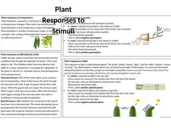 A-Level Biology: Plant responses to stimuli