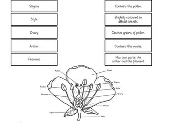 Life Cycle of a Plant - Parts of a Flower