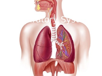 Respiratory System
