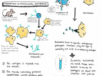 Monoclonal Antibodies - GCSE Biology AQA