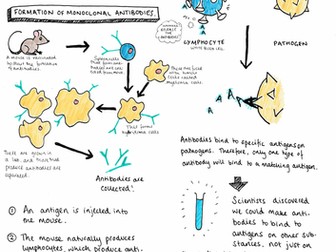 Monoclonal Antibodies - GCSE Biology AQA