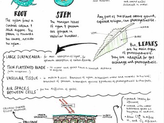 Plant Organisation - GCSE AQA Biology