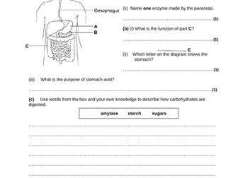 GCSE AQA short test on digestion and enzymes