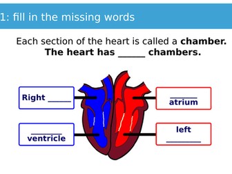 The Circulatory System