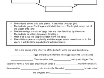 Year 5 Metamorphosis Science Worksheet