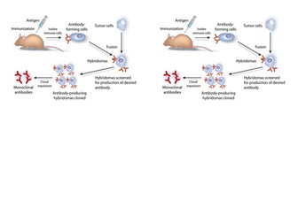 AQA Biology GCSE Infection and Response TRIPLE content