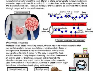 Enzymes: Digestion and Other Uses