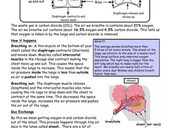 The Respiratory System: Breathing