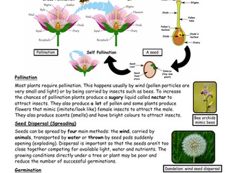Reproduction in Plants
