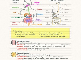 IB Biology Unit 6 Human Physiology (SL)