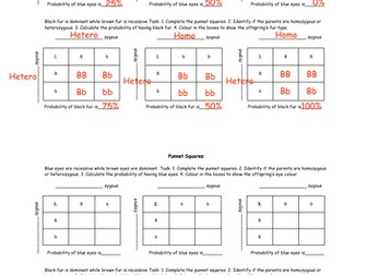 Punnett Squares Worksheet with Answers