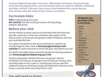 Minibeasts in the forest lesson plan EYFS and KS1