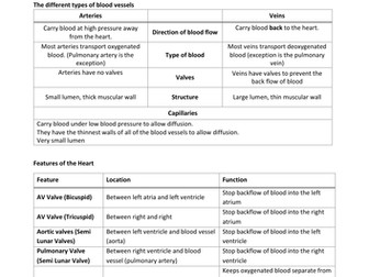 GCSE PE Cardiovascular System notes