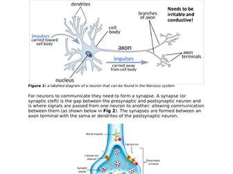 Neuronal communication essay