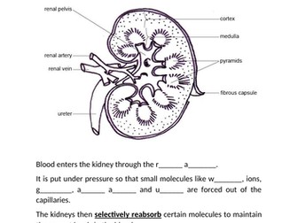 Kidney worksheet