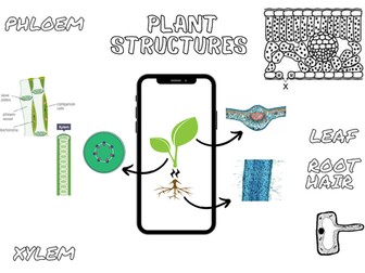 plant structure doodle note blank