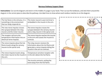 Nervous System/Reflex Arc Support Sheet