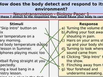 NervousSystem Review Lesson