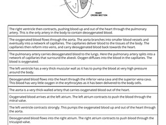 The Heart - diagram and flowchart