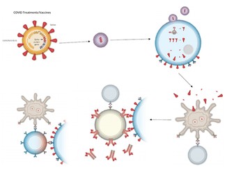 COVID Vaccines and Treatments