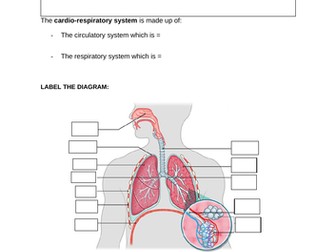 GCSE Respiratory Worksheet