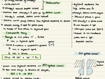 Photosynthesis ( A levels)