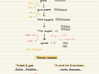 Respiration ( A levels biology)