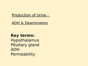 They Kidney Production of Urine - Antidiuretic Hormone (ADH) & Deamination
