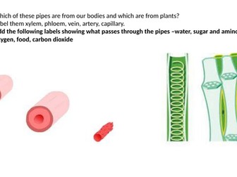 Science SEN transport systems in plants and animals