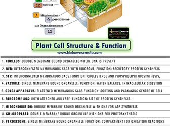 Plant Cell Structure and Function Chart