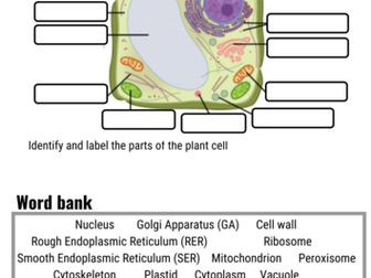 Plant Cell worksheet